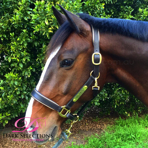 Leather Halter + Brass Engraved Name Plate Dark Selections
